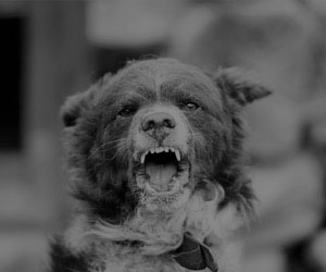 dog bite dog bite
